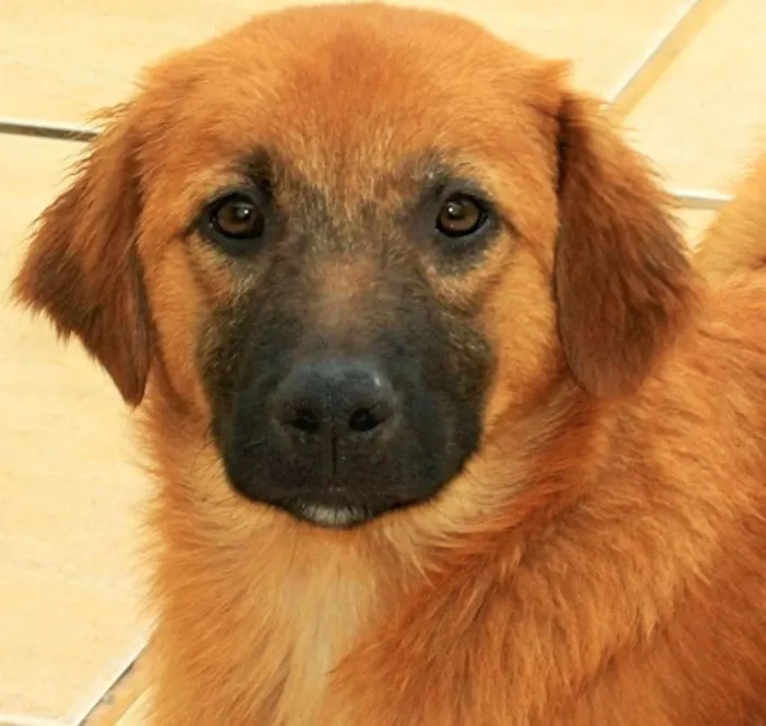 Cachorro ra a  idade 2 a 6 meses nome Cacau Filhote