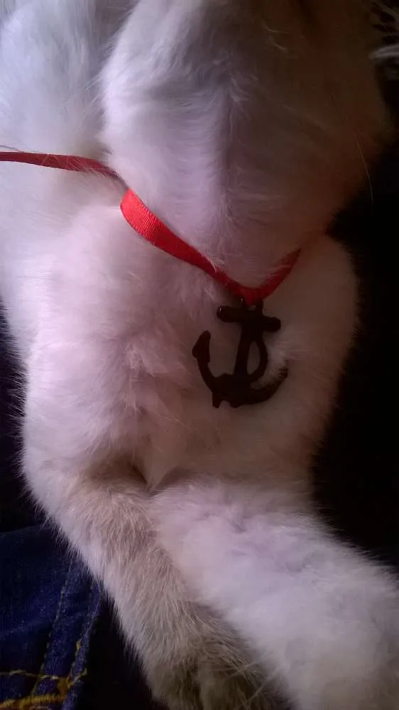 Gato raça Siâmes idade 2 a 6 meses nome Mimoza