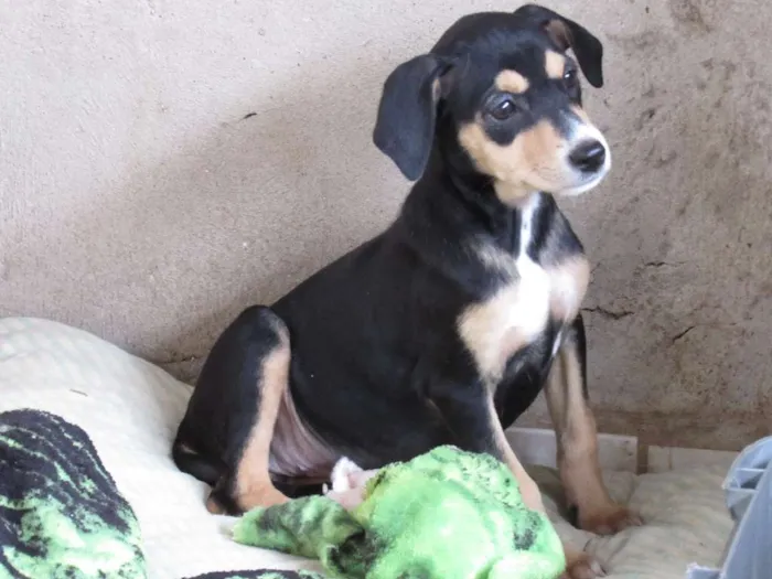 Cachorro ra a SRD idade Abaixo de 2 meses nome cisne