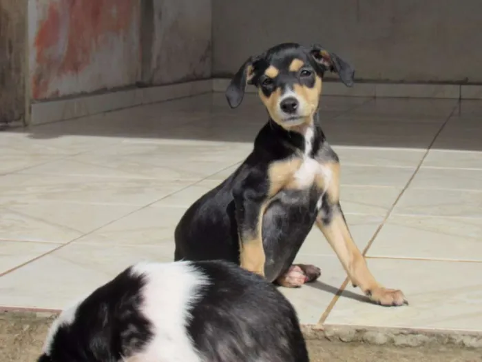 Cachorro ra a SRD idade Abaixo de 2 meses nome cisne