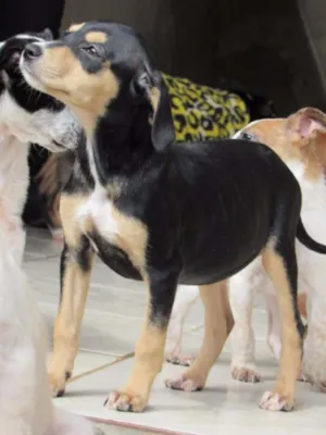Cachorro raça SRD idade Abaixo de 2 meses nome cisne