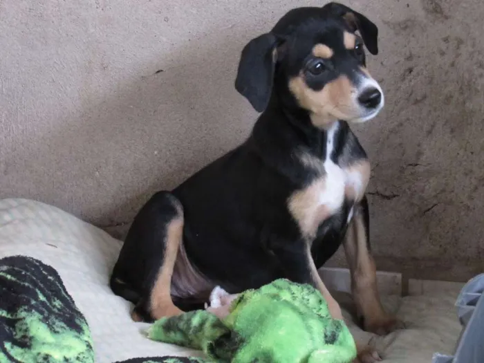Cachorro ra a SRD idade Abaixo de 2 meses nome cisne