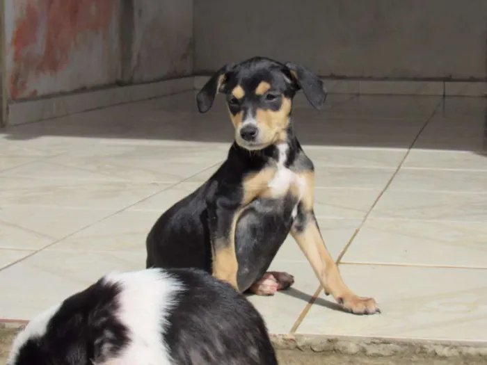 Cachorro ra a SRD idade Abaixo de 2 meses nome cisne