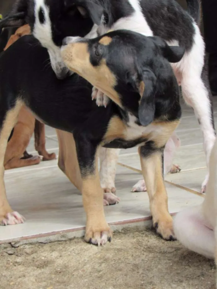 Cachorro ra a SRD idade Abaixo de 2 meses nome cisne