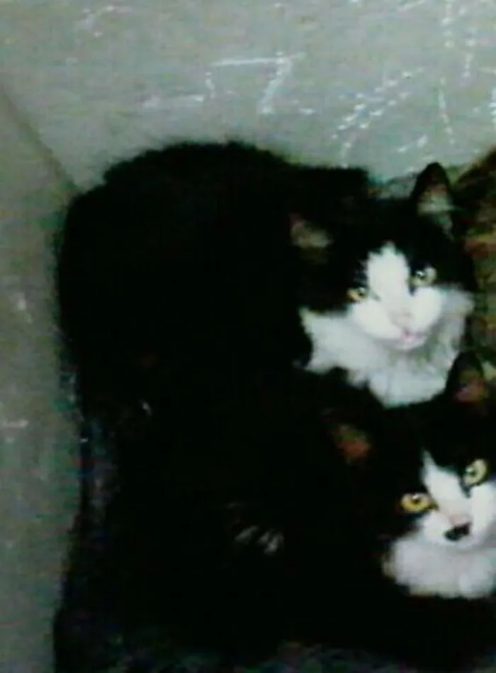 Gato ra a Wirehair Americano,  idade 1 ano nome lyly e layla