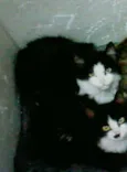 lyly e layla