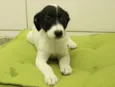 Dengoso