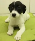 Dengoso