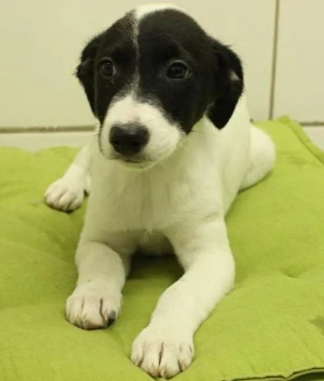 Cachorro ra a SRD idade 2 a 6 meses nome Dengoso