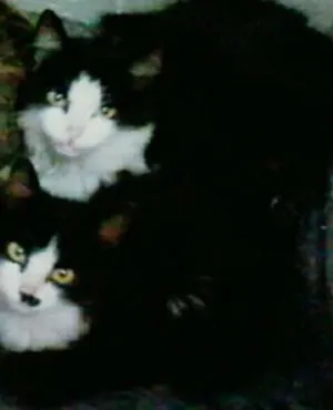 Gato raça Wirehair Americano,  idade 1 ano nome lyly e layla
