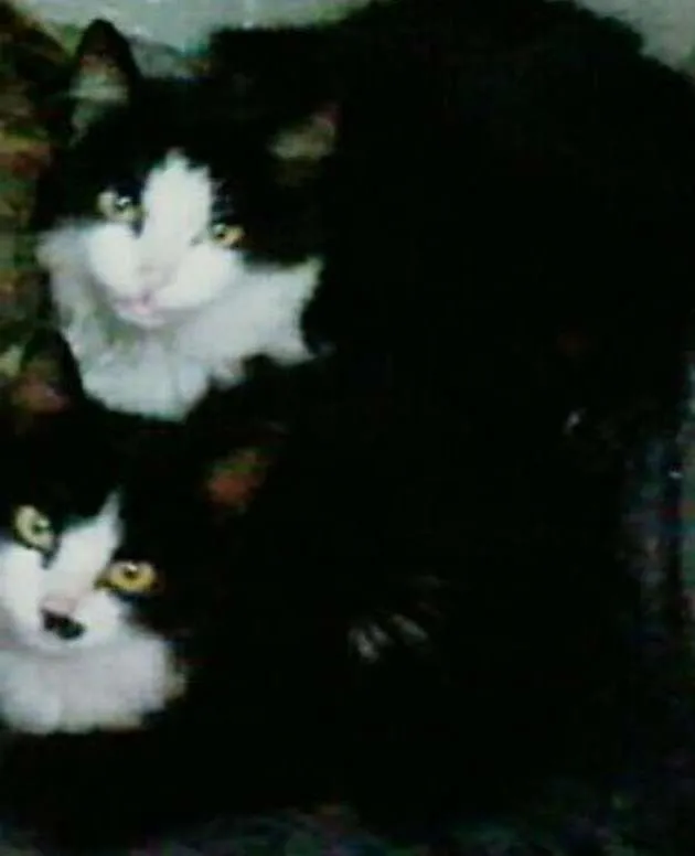 Gato ra a Wirehair Americano,  idade 1 ano nome lyly e layla