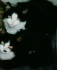 lyly e layla