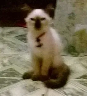 Gato raça Siâmes idade 2 a 6 meses nome Mimoza