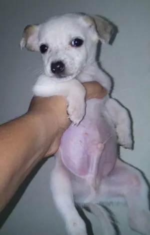 Cachorro raça SRD idade Abaixo de 2 meses nome Filhotes 
