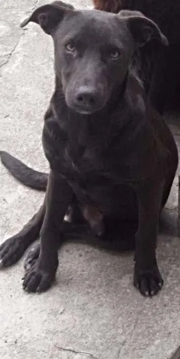 Cachorro ra a Vira-Lata idade 7 a 11 meses nome Bernardo