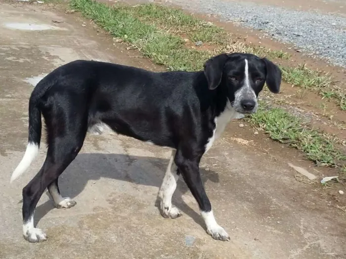 Cachorro ra a  idade 7 a 11 meses nome Meninão