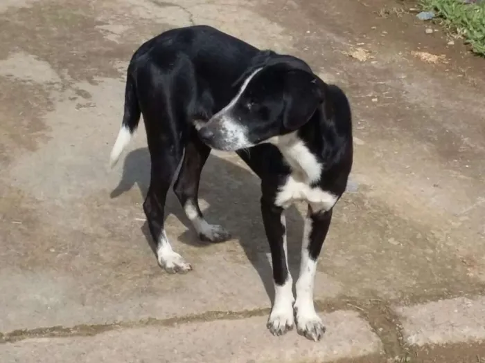 Cachorro ra a  idade 7 a 11 meses nome Meninão