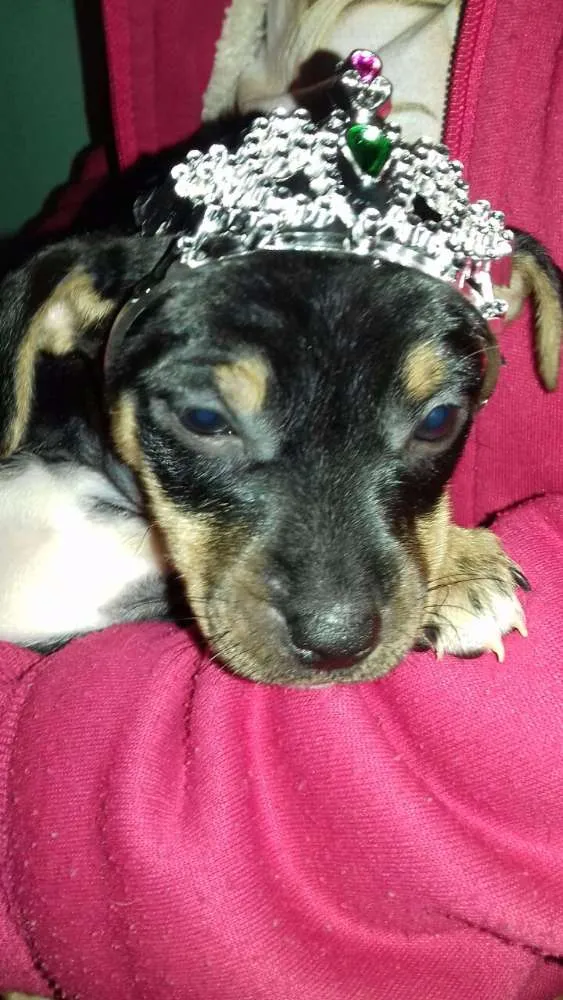 Cachorro raça Fox Paulistinha X SRD idade Abaixo de 2 meses nome a escolher