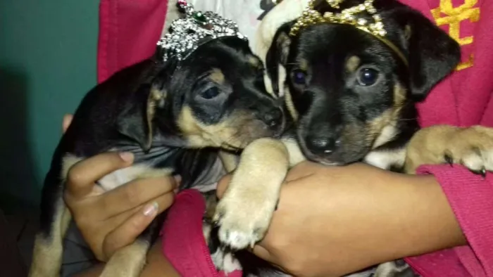 Cachorro raça Fox Paulistinha X SRD idade Abaixo de 2 meses nome a escolher