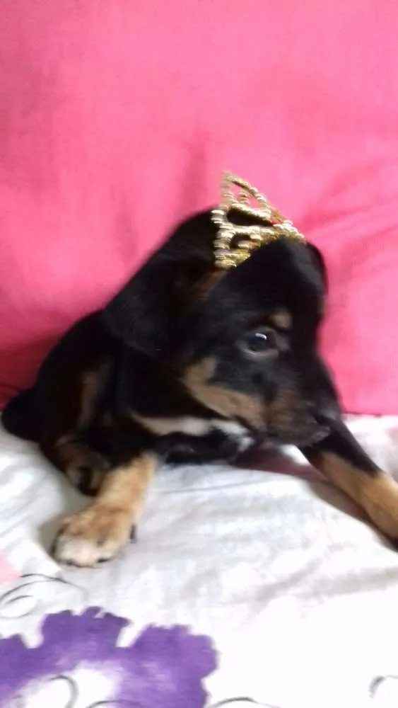 Cachorro raça Fox Paulistinha X SRD idade Abaixo de 2 meses nome a escolher