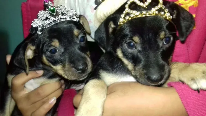 Cachorro raça Fox Paulistinha X SRD idade Abaixo de 2 meses nome a escolher