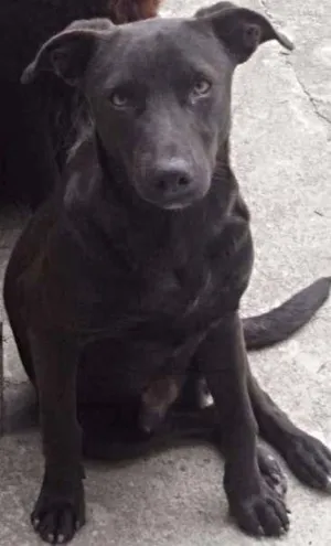 Cachorro raça Vira-Lata idade 7 a 11 meses nome Bernardo