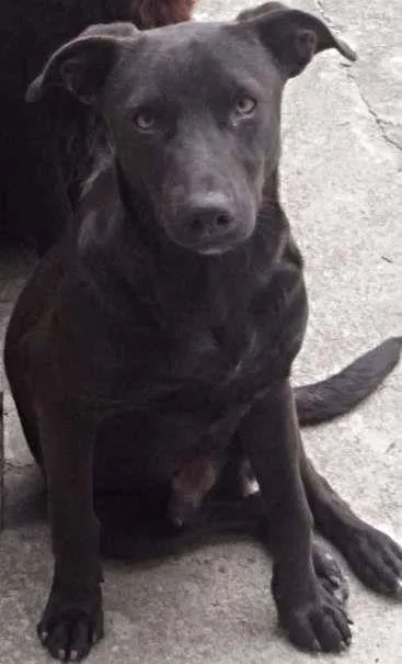 Cachorro ra a Vira-Lata idade 7 a 11 meses nome Bernardo