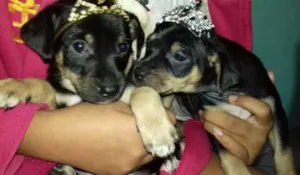 Cachorro raça Fox Paulistinha X SRD idade Abaixo de 2 meses nome a escolher