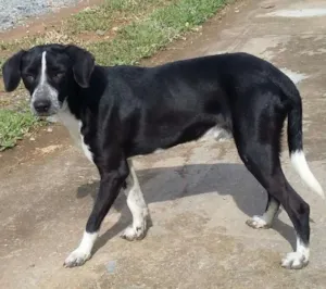 Cachorro raça  idade 7 a 11 meses nome Meninão