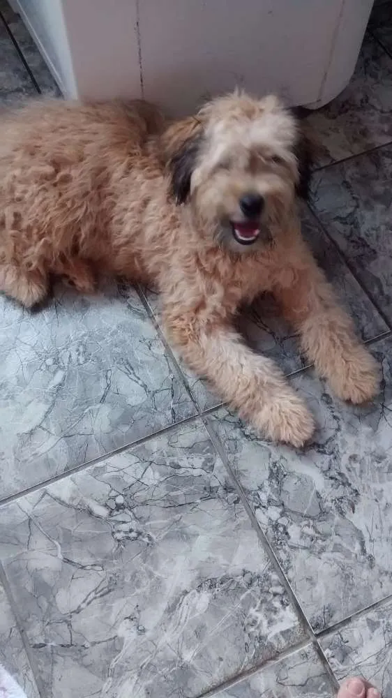 Cachorro ra a Pooplo idade 2 a 6 meses nome Boby