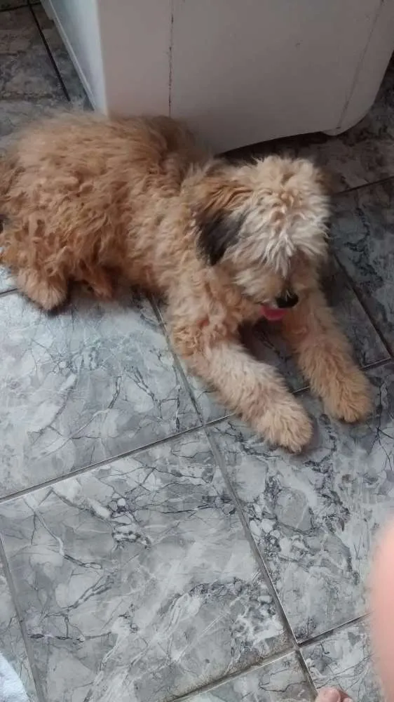 Cachorro ra a Pooplo idade 2 a 6 meses nome Boby