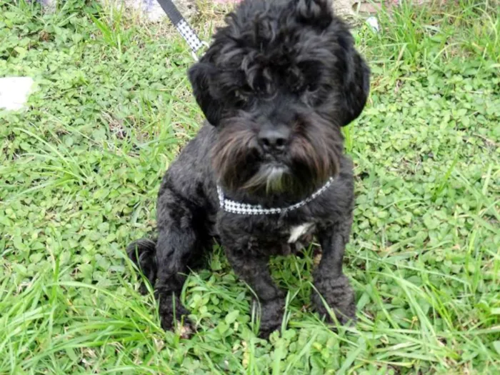Cachorro ra a SRD idade 2 anos nome Tobias