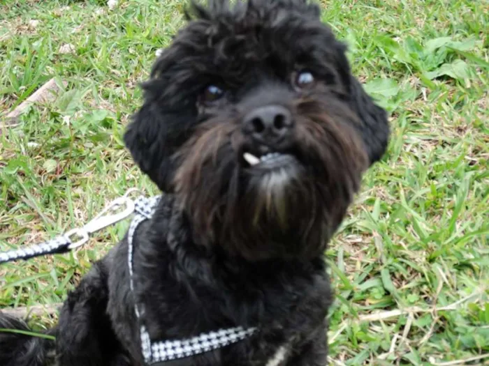 Cachorro ra a SRD idade 2 anos nome Tobias