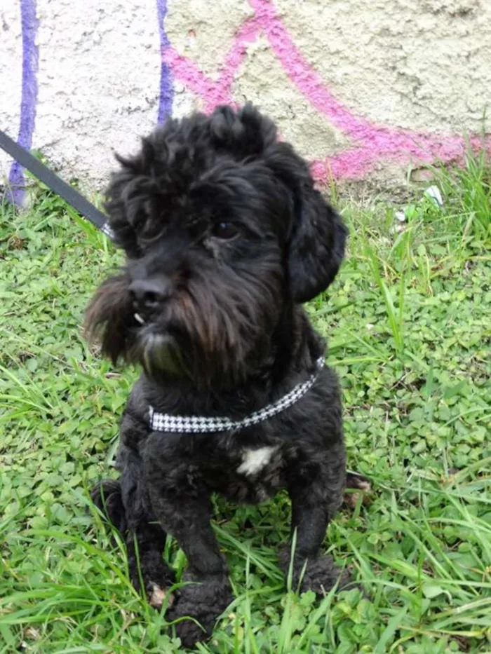 Cachorro ra a SRD idade 2 anos nome Tobias