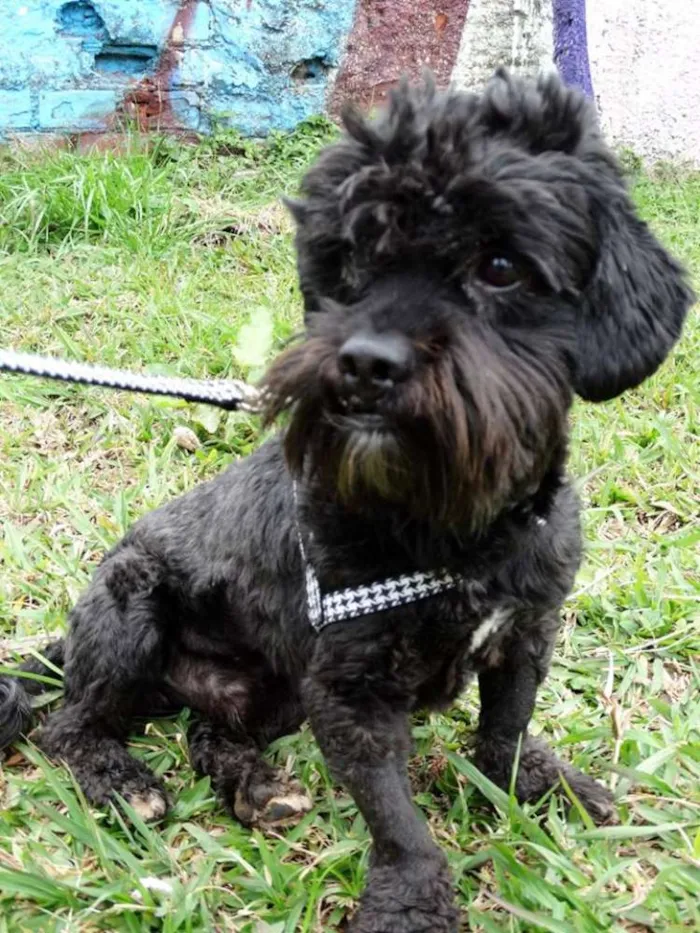 Cachorro ra a SRD idade 2 anos nome Tobias