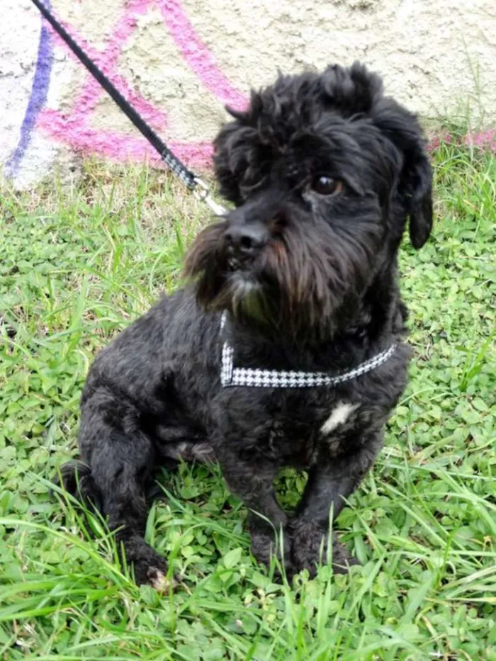 Cachorro ra a SRD idade 2 anos nome Tobias