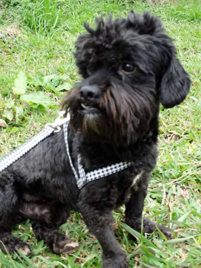 Cachorro ra a SRD idade 2 anos nome Tobias