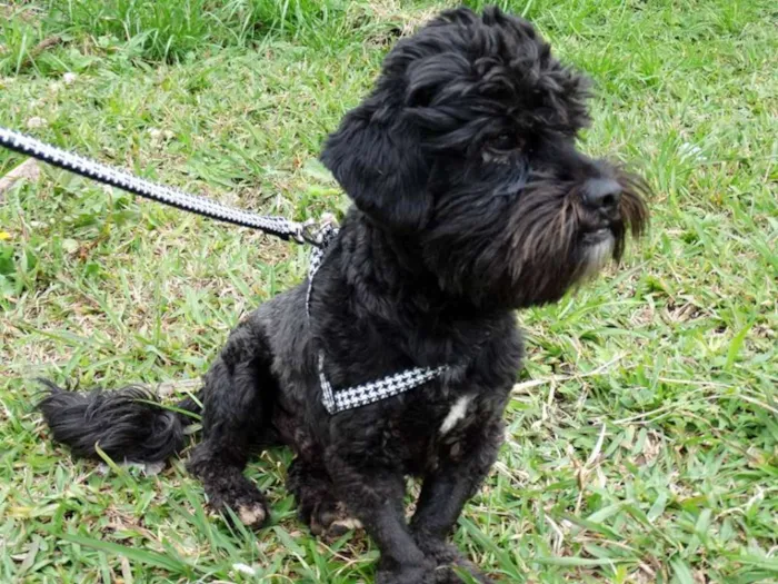 Cachorro ra a SRD idade 2 anos nome Tobias