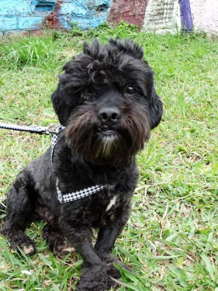 Cachorro ra a SRD idade 2 anos nome Tobias