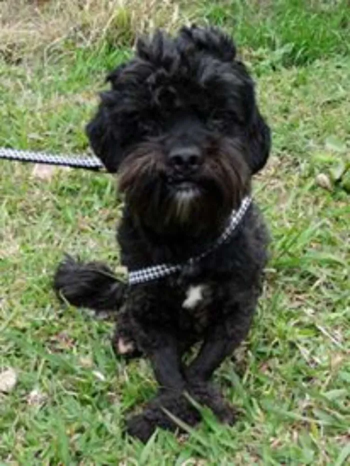 Cachorro ra a SRD idade 2 anos nome Tobias