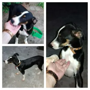 Cachorro raça INDEFINIDA idade 2 a 6 meses nome SCOOBY
