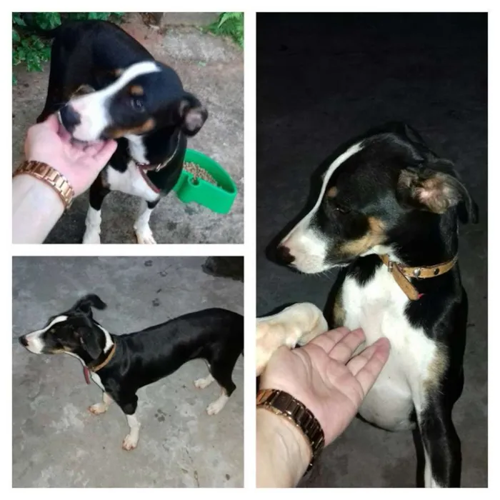 Cachorro ra a INDEFINIDA idade 2 a 6 meses nome SCOOBY