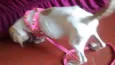 Belinha