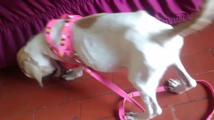 Cachorro ra a Sem raça idade 2 a 6 meses nome Belinha