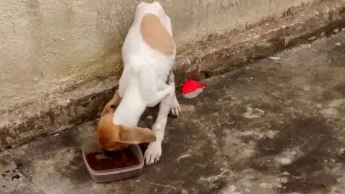 Cachorro ra a Sem raça idade 2 a 6 meses nome Belinha