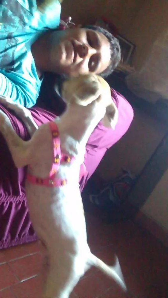 Cachorro ra a Sem raça idade 2 a 6 meses nome Belinha