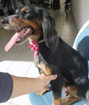 Cachorro raça Cocker/SDR idade 1 ano nome Olie