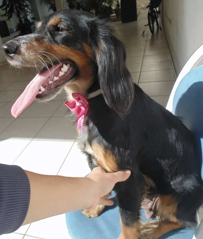 Cachorro ra a Cocker/SDR idade 1 ano nome Olie