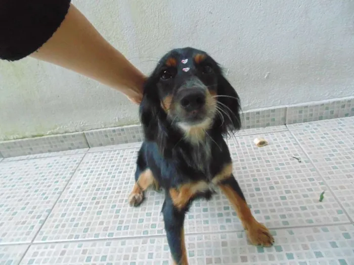 Cachorro ra a Cocker/SDR idade 1 ano nome Olie