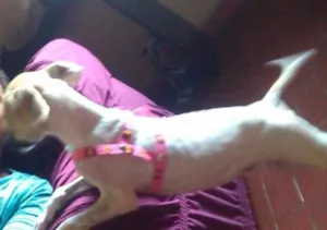 Cachorro raça Sem raça idade 2 a 6 meses nome Belinha